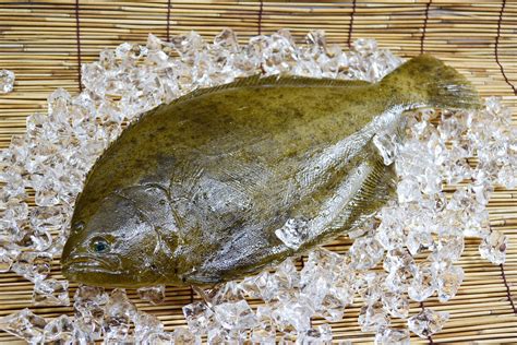 Flounder .